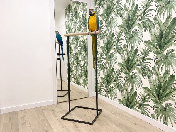Parrots stand Black Loft