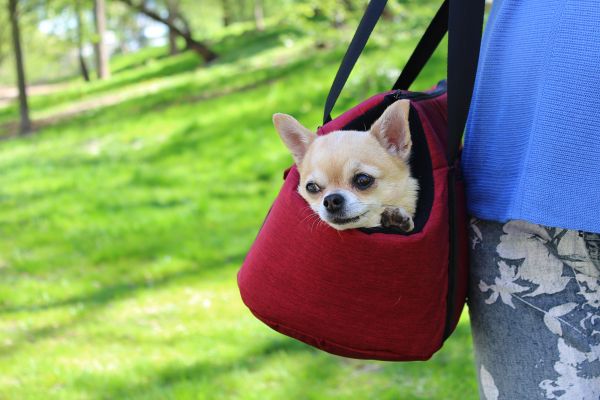 Carrying bag for Dogs & Cats City Winter Cherry
