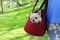 Carrying bag for Dogs & Cats City Winter Cherry