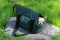 Carrying bag for Dogs & Cats City Deep Forest