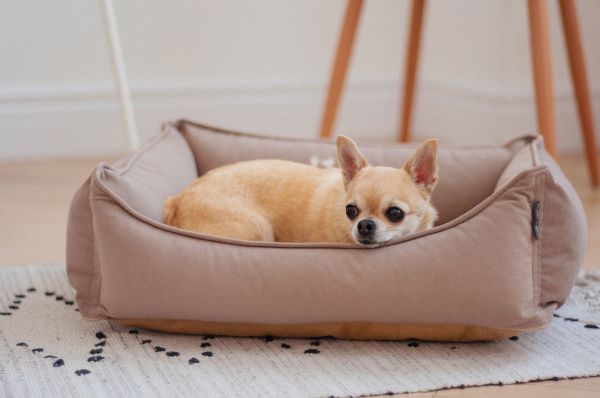 Лежак для Собак та Котів Sweet Dreams Beige велюр