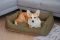 Dog & Cat bed Sweet Dreams Olive