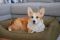 Dog & Cat bed Sweet Dreams Olive