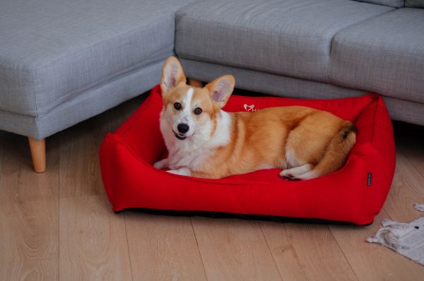 Dog & Cat bed Sweet Dreams Red