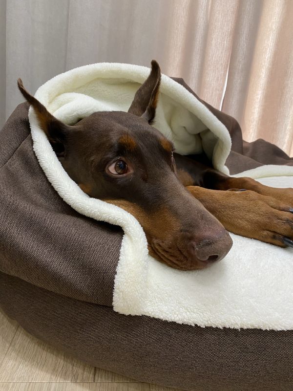 Лежак для Собак та Котів Lounge Brown з капюшоном