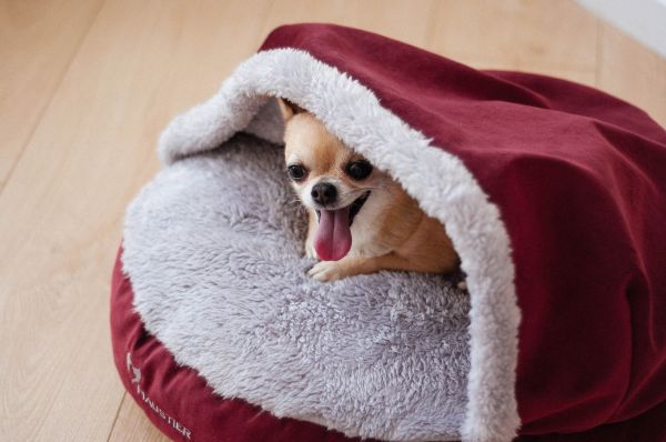 Cat & Dog cave bed Bordo