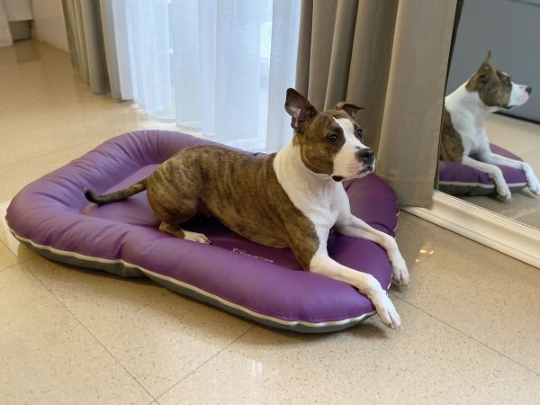 Waterproof dog bed Pontoon Gray&Violet eco leather