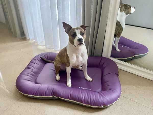 Waterproof dog bed Pontoon Gray&Violet eco leather
