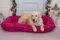 Лежак для Собак Ponton Fuchsia вологостійкий двосторонній