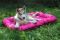 Лежак для Собак Ponton Fuchsia вологостійкий двосторонній
