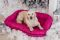 Лежак для Собак Ponton Fuchsia вологостійкий двосторонній