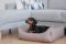 Лежак для Собак та Котів Sweet Dreams Ash рогожка
