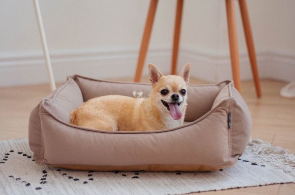 Лежак для Собак та Котів Sweet Dreams Beige велюр