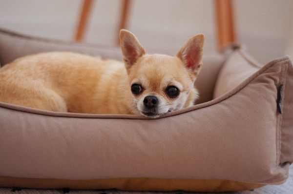 Лежак для Собак та Котів Sweet Dreams Beige велюр