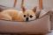 Лежак для Собак та Котів Sweet Dreams Beige велюр