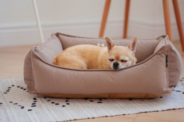 Лежак для Собак та Котів Sweet Dreams Beige велюр