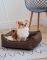 Dog & Cat bed Sweet Dreams Brown