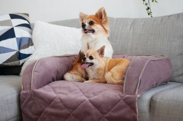 Лежак для Собак та Котів на диван Sofa Bed Powder велюр