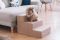 Сходинки для Собак Beige 3х-рівневі