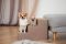 Сходинки для Собак Beige 3х-рівневі