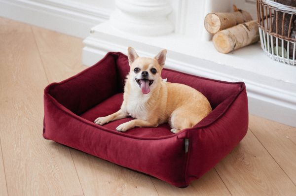 Dog & Cat bed Sweet Dreams Bordo