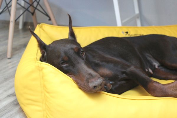 Лежак для Собак Sweet Dreams Lemon экокожа влагостойкий