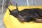 Лежак для Собак Sweet Dreams Lemon экокожа влагостойкий