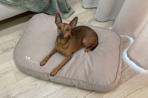 Матрац для Собак та Котів Teddy Beige
