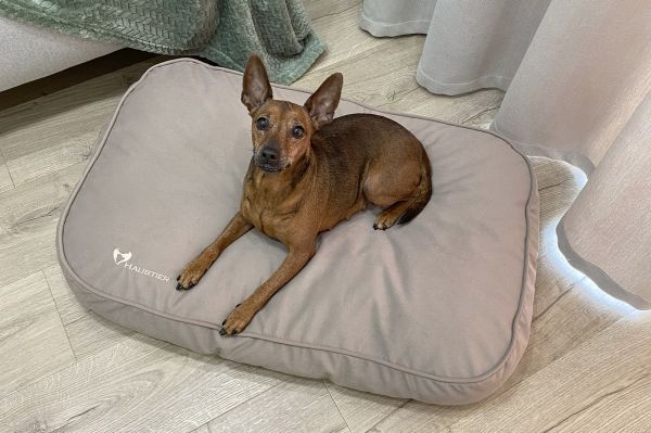 Матрац для Собак та Котів Teddy Beige